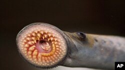 Sea lampreys attach to fish with a suction cup mouth ringed with sharp teeth.
