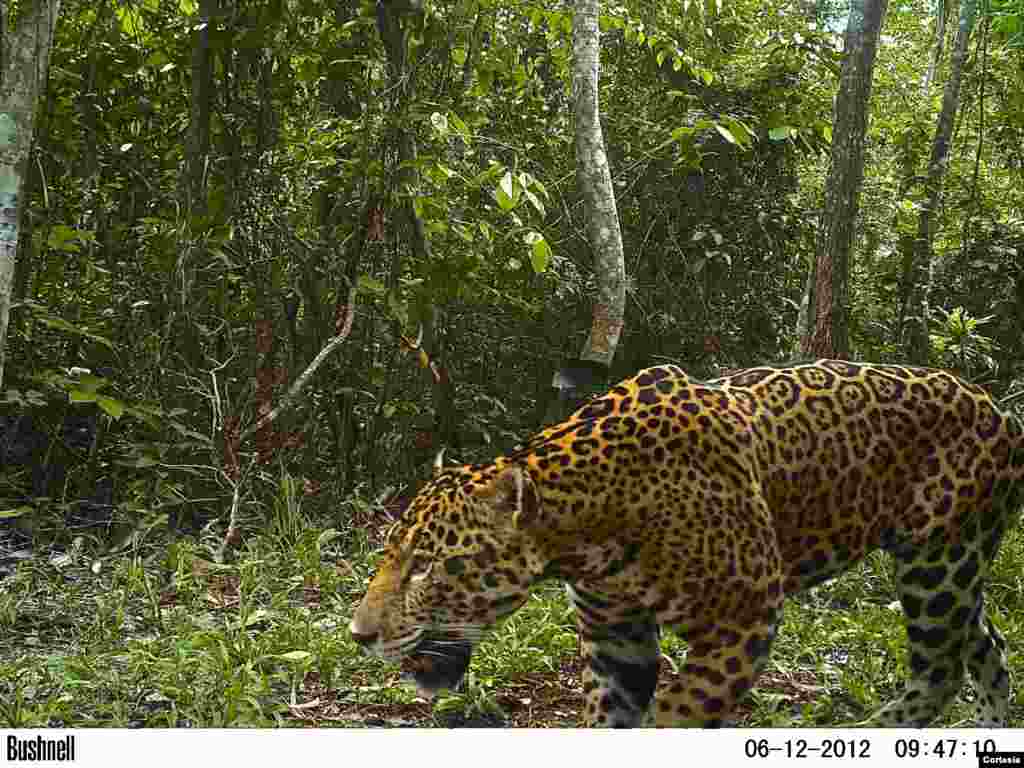 Unos 600 jaguares rondan la Reserva de la Biosfera Maya en Guatemala y se busca reducir el conflicto con los humanos en la zona de amortiguamiento. [Foto: Cortesía, WCS].