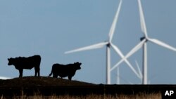 FILE - Cattle graze in a pasture against a backdrop of wind turbines near Vesper, Kan., in this 2015 photo.