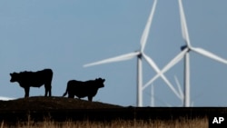 FILE - Cattle graze in a pasture against a backdrop of wind turbines near Vesper, Kan., in this 2015 photo.