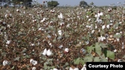  A Bt cotton field in the state of Maharashtra in India. (Matin Qaim) 