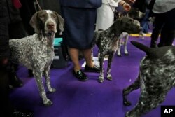 Los pointers (punteros) alemanes de pelo corto esperan para entrar al ring durante la 142a Exposición canina de Westminster Kennel Club en Nueva York. En el número 9, el puntero de pelo corto alemán alcanzó su clasificación más alta en 2018. Febrero 13 de 2018.