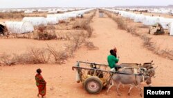 FILE - A Somali refugee drives his donkeys at Kobe refugee camp, 60km (37 miles) from Dolo Ado, near the Ethiopia-Somalia border.