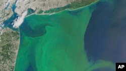 In this image provided by NASA, taken Aug. 3, 2015, phytoplankton is seen off the coast of New York, top and New Jersey, left.
