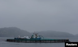 A fish farming cage for trout and salmon growth, belonging to the company Russian Aquaculture, is seen at the coastline of the Ura Bay, in the northwestern Murmansk region, Russia, Aug. 2, 2017.