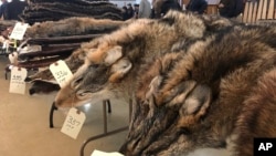 In this Feb. 2, 2019 photo, Coyote pelts for sale line tables at a trappers' auction in Herkimer, N.Y. (AP Photo/Michael Hill)