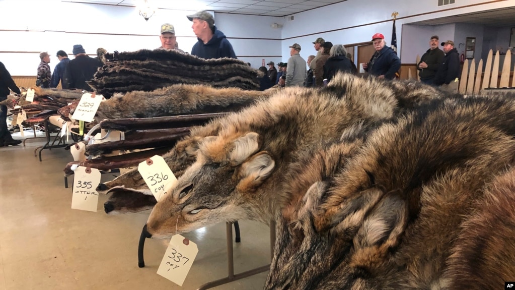 In this Feb. 2, 2019 photo, Coyote pelts for sale line tables at a trappers' auction in Herkimer, N.Y. (AP Photo/Michael Hill)