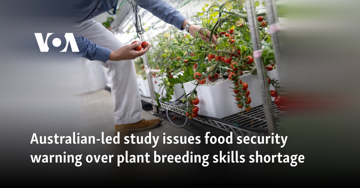 Australian-led study issues food security warning over plant breeding skills shortage