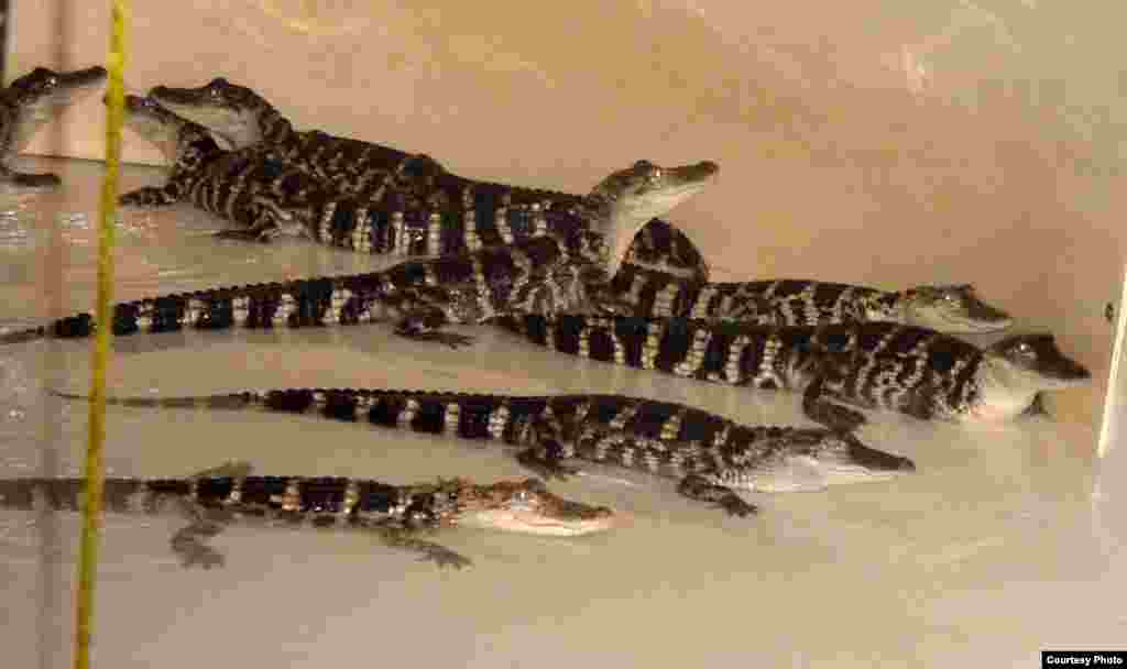 Alligator hatchlings are generally between 15 and 20 centimeters long. (Courtesy Mark Glass) 