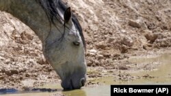 A wild horse drinks from a watering hole outside Salt Lake City.