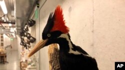 An ivory-billed woodpecker specimen is on a display at the California Academy of Sciences in San Francisco, Sept. 24, 2021.