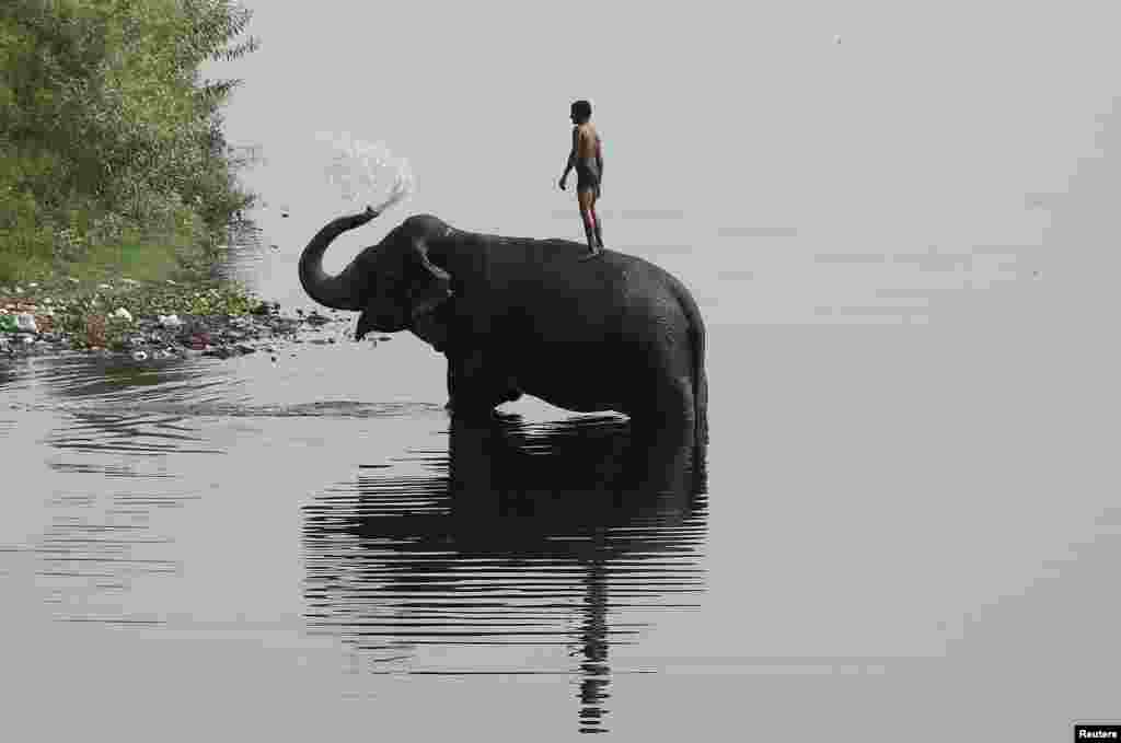 在印度新德里炎热的夏日，一名驯象师在亚穆纳河上骑着大象。