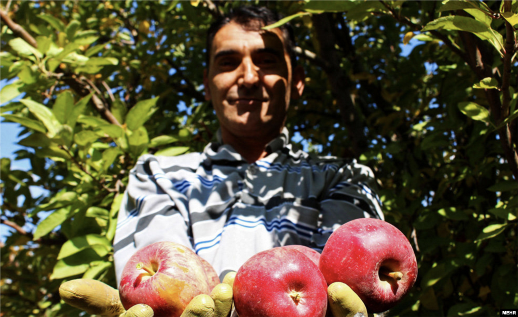 آغاز برداشت سیب از باغات ارومیه عکس: زهرا طالعی 