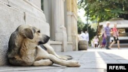 BiH Stray Dog on Sarajevo Street