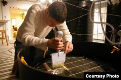 Erik Björn injects small amounts of enriched mercury isotopes into sediments. Credit: Sofi Jonsson