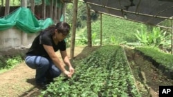 Farmer tending plants in Colombia