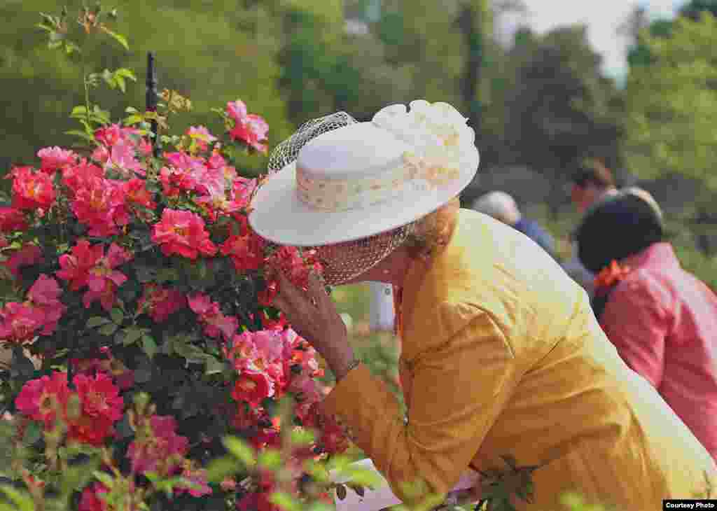 Biltmore Rose Garden