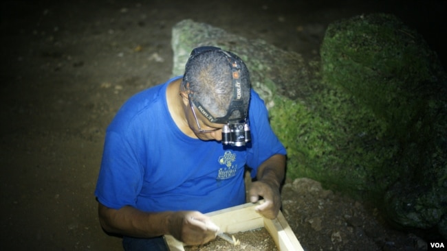 Juan Almonte revisa sedimentos en una cueva al sur de República Dominicana.