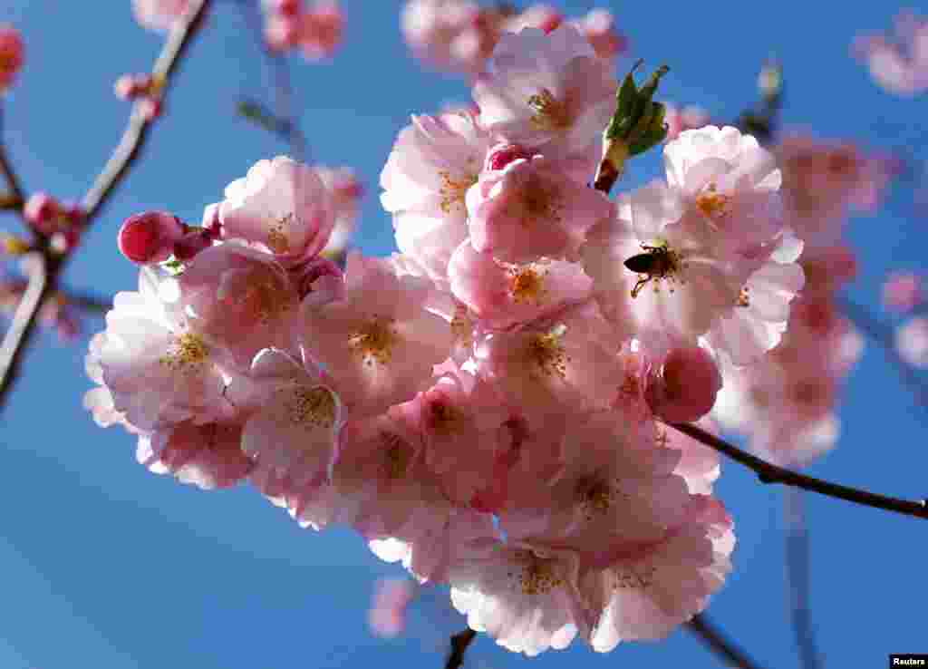 A bee searches for pollen among cherry blossoms on a sunny spring day in Lausanne, Switzerland.