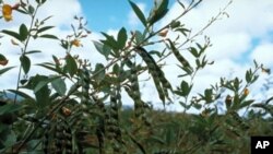 Pigeon peas can help reduce the need for synthetic fertilizer.