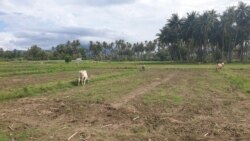 Areal persawahan yang tak dapat diolah karena ketiadaan pasokan air dari irigasi gumbasa di desa Soulowe, Dolo, Sigi, digunakan untuk pengembalaan ternak sapi (VOA/Yoanes litha)