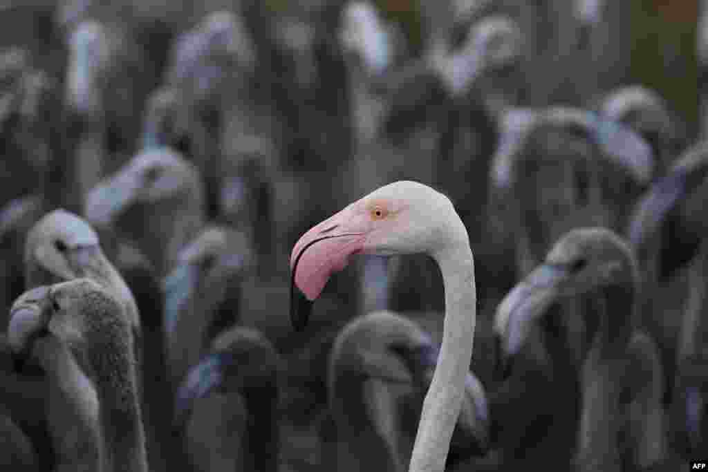 A pink flamingo with flamingos chicks in a pen in Aigues-Mortes, near Montpellier, southern France, Aug. 5, 2020.