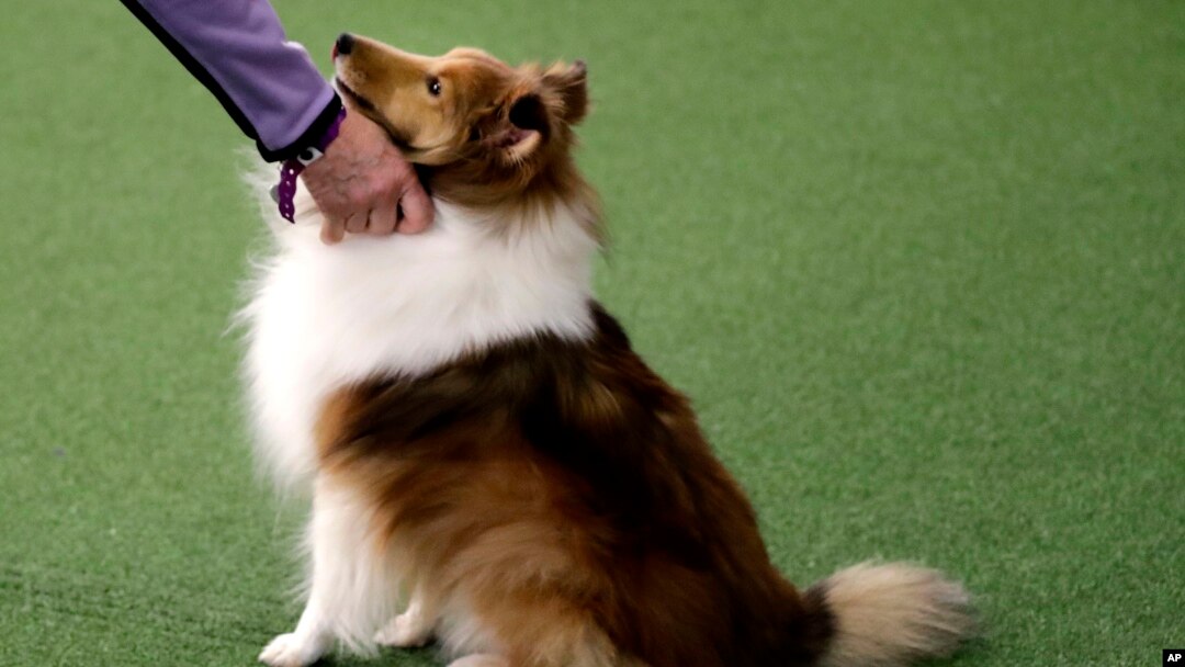 oldest shetland sheepdog