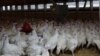 Sanción por maltrato a gallinas