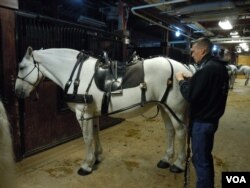 A U.S. soldier prepares a horse for caisson duty at Arlington National Cemetery. (VOA/J. Taboh)