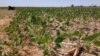 Farmers Work to Curb Lake Erie Pollution