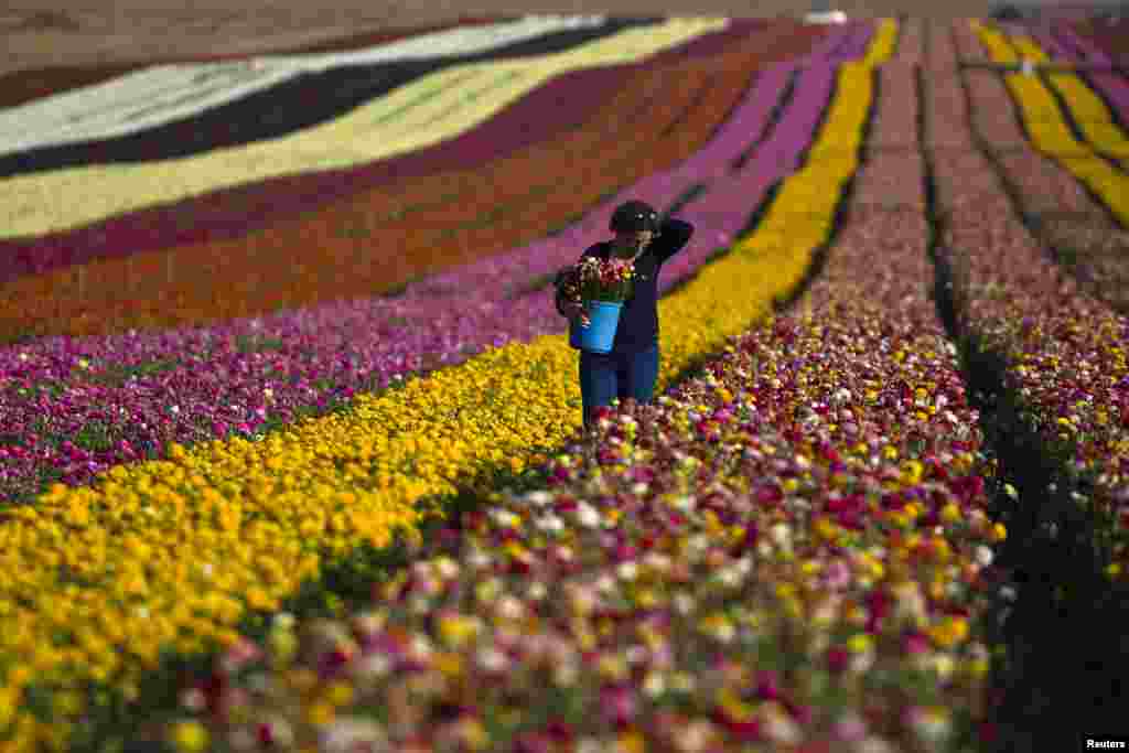 Seorang perempuan Israel memetik bunga buttercup di lapangan dekat Kibbutz Nir Yitzhak di Israel selatan, persis di luar Jalur Gaza, 19 April 2015.