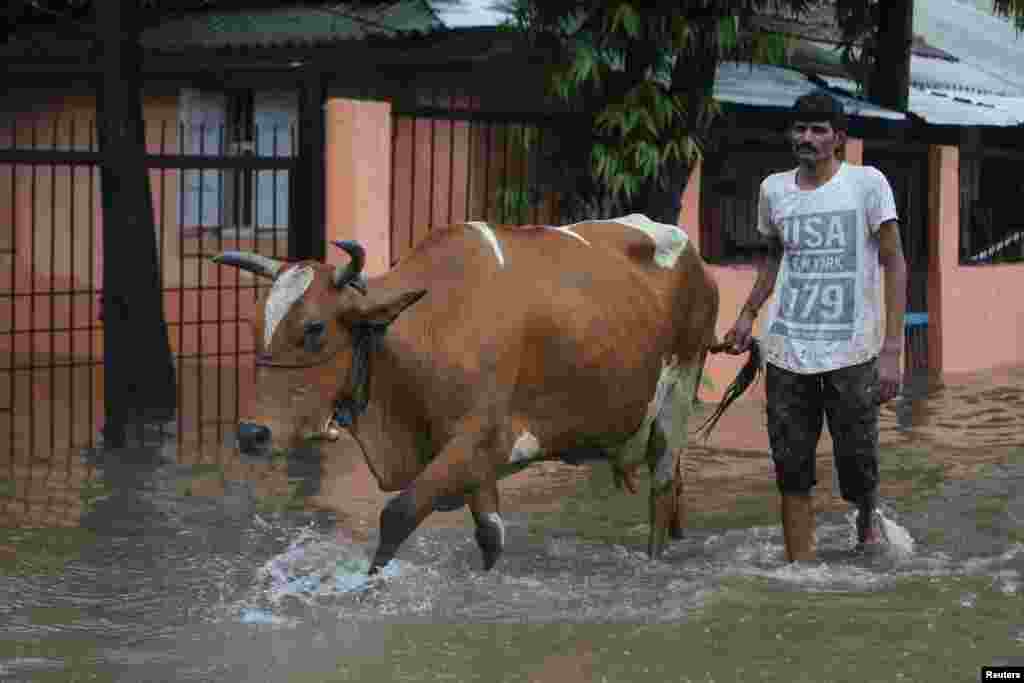 ممبئی میں ایک لڑکا گائے کو ہانکتا ہوا محفوظ مقام پر منتقل ہورہا ہے۔ یہاں پچھلے کئی ہفتوں سے&nbsp; بارشوں کا سلسلہ جاری ہے۔