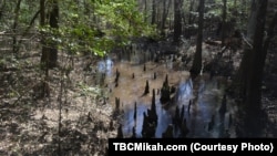 Cypress 'knees' protrude above the waterline in Big Thicket National Preserve.