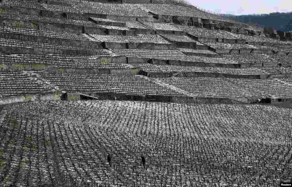 Para pekerja membersihkan kebun anggur Lavaux setelah salju turun di Puidoux dekat Vevey, Swiss. Kebun anggur Lavaux yang dibangun pada abad ke-12, termasuk dalam warisan budaya UNESCO.