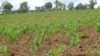 Agricultores em Cabinda apontam burocracia como impedimento de acesso ao financiamento