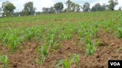 Ministério do Interior lança projectos para produção agrícola nas cadeias