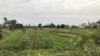 Campo agricola, Benguela