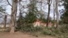 George Washington’s Tree Brought Down by Strong Winds