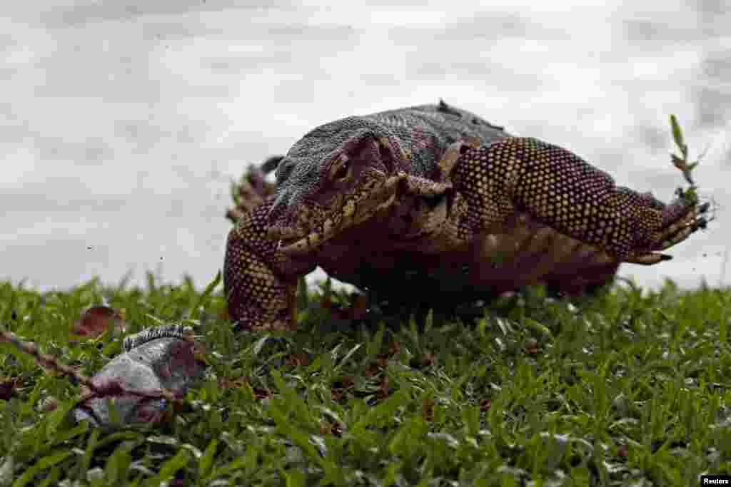 A monitor lizard follows a bait from a park worker at Lumpini park in Bangkok, Thailand, Sept. 20, 2016.