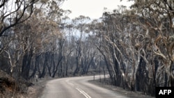 Burnt trees are seen after a bushfire in Mount Weison in Blue Mountains, some 120 kilometers northwest of Sydney.
