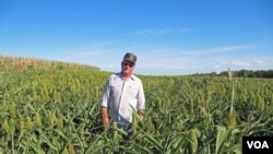 Fred Prokop grows sorghum and corn on his farm outside of Lincoln, Nebraska. (VOA/S. Baragona)