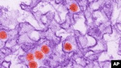 Imagen microscópica de un electrón coloreado digitalmente, donde los puntos rojos representan el virus del Zika.