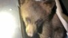 پلیس بچه خرس گیرکرده در ماشین را نجات داد