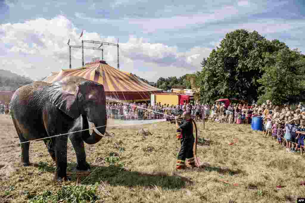 Local firefighters spray water to cool down elephants of the Arene circus due to high temperatures on August 2, 2018 in Gilleleje, Denmark.