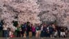 Festival Bunga Sakura di Washington D.C. Berlangsung Meriah