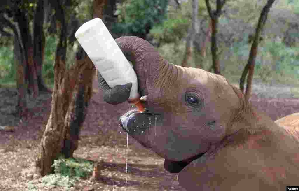 Elefante órfão alimentado a biberão no parquet de vida selvagem&nbsp; de Daphne Sheldrick &ndash; uma &nbsp;inglesa-queniana &nbsp;que se dedicou à escrita e a proteger elefantes