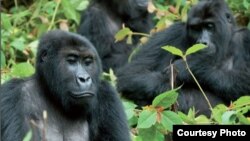 International trafficking of great apes is on the rise. Credit: GRASP