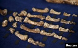 Fossils of a newly discovered ancient species, named "Homo naledi", are pictured during their unveiling outside Johannesburg, Sept. 10, 2015.