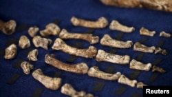 Fossils of a newly discovered ancient species, named "Homo naledi", are pictured during their unveiling outside Johannesburg, Sept. 10, 2015. REUTERS/Siphiwe Sibeko