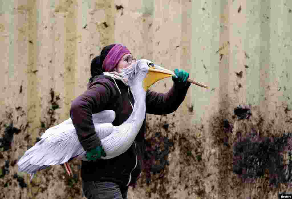 A zoo keeper carries a pelican to move it to its winter enclosure at Dvur Kralove Zoo in Dvur Kralove nad Labem, Czech Republic, Nov. 5, 2019.
